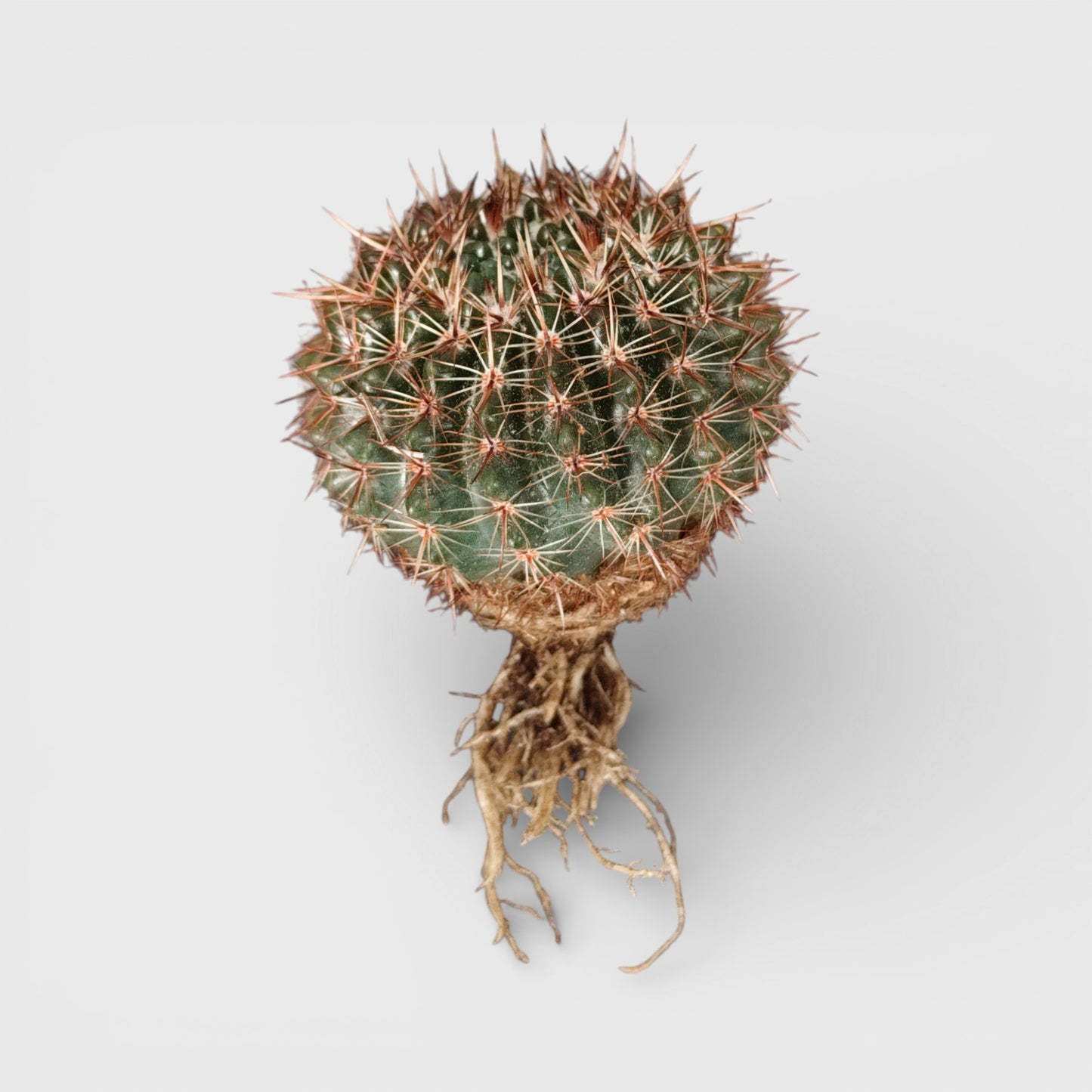 Noto Brown Spine Cactus - Unique Low-Maintenance Plant for Home & Garden | Bare Rooted