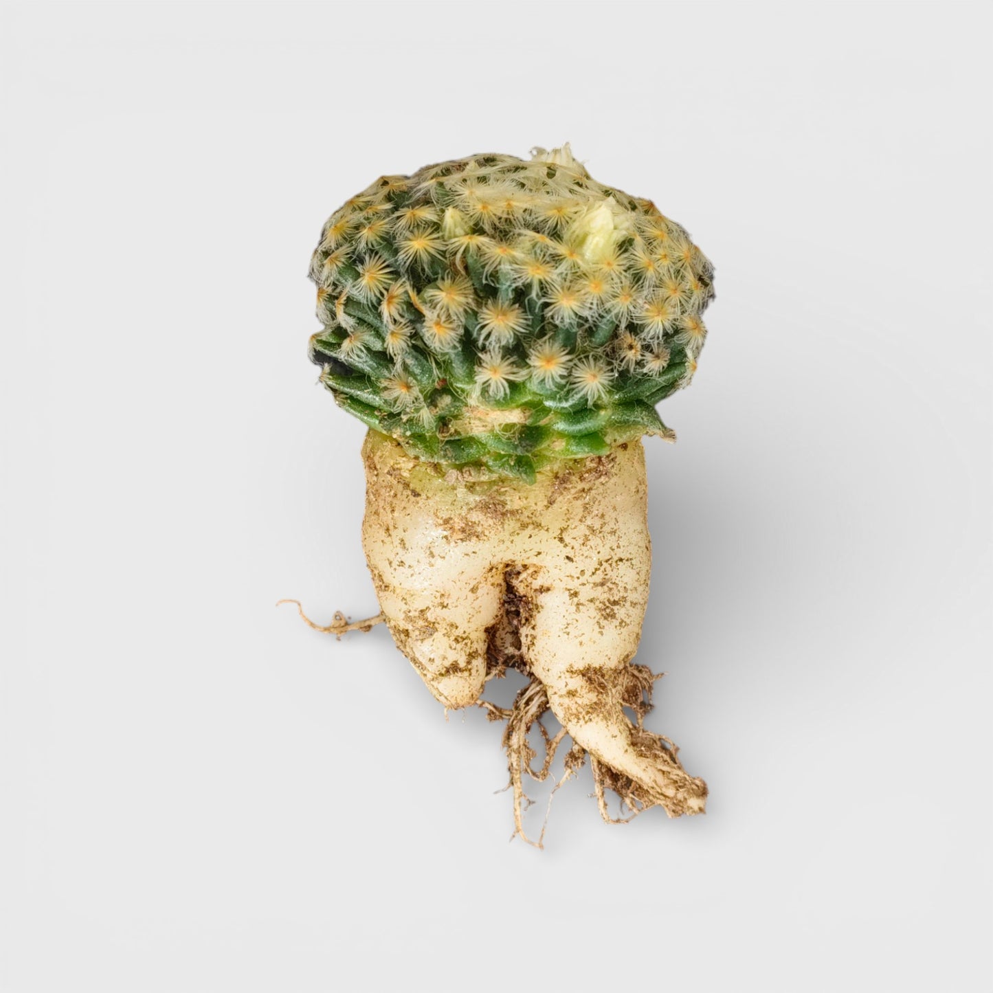 Mammillaria Roemeri Cactus - Unique and Eye-Catching Beauty | Bare Rooted