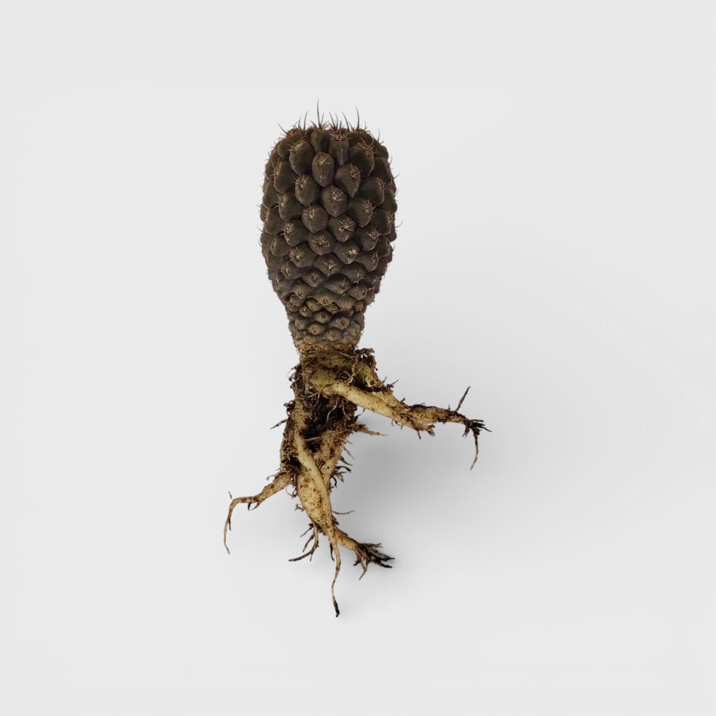 Copiapoa Cactus: Stunning Desert Beauty for Homes, Offices, and Gardens | Rare Cacuts | Bare Rooted