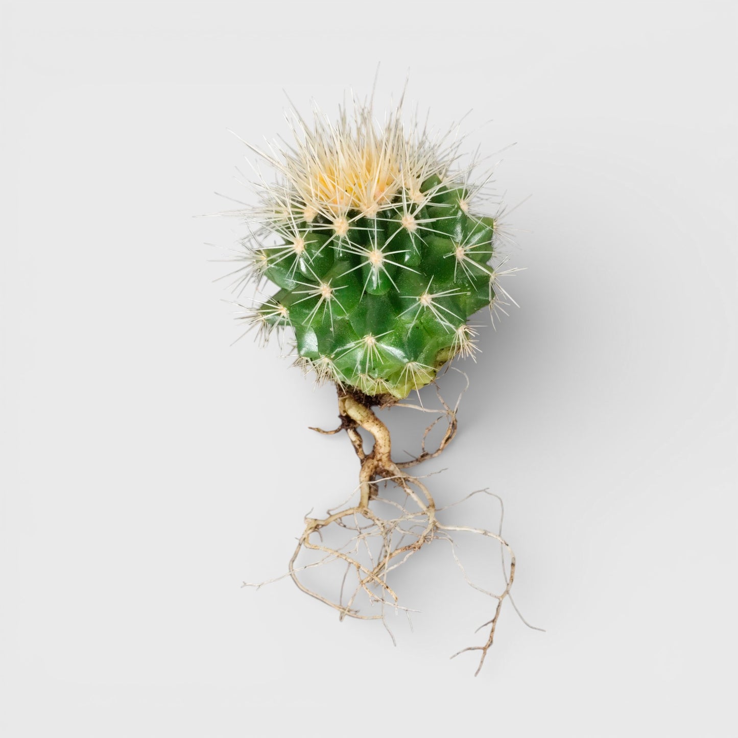 Golden Barrel Cactus - Echinocactus Grusonii | Bare Rooted