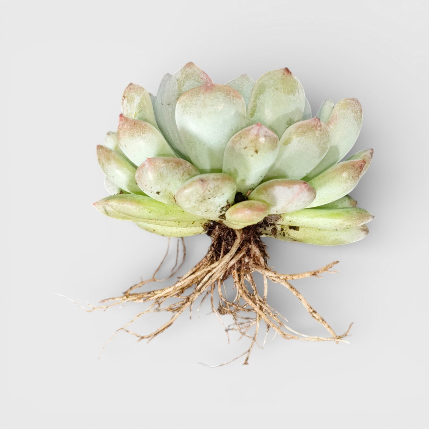 Echeveria Snow Claw Frosted Rosette Indoor Succulent | Bare Rooted