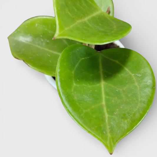 Hoya Sweet Scent | Bare Rooted | Fragrant Indoor Vine Plant | Flowering Plants