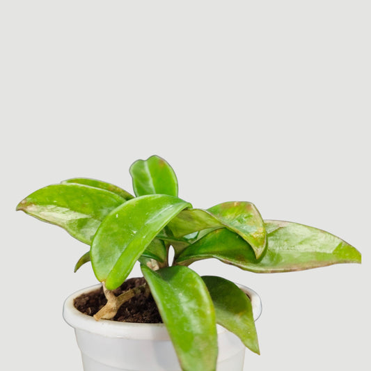 Hoya Krimson Queen Green Variegated Indoor Plant (Bare-Rooted)