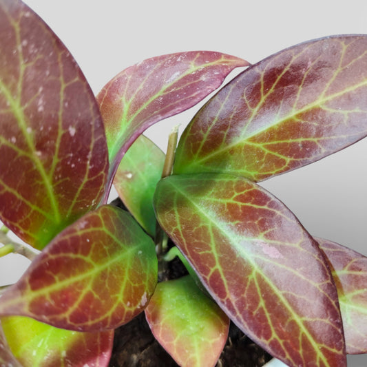 Hoya Sunrise (Hoya lacunosa × Hoya obscura) Live Plant – Mature Medium Size, Well-Rooted, Bare-Rooted Indoor Hanging Hoya