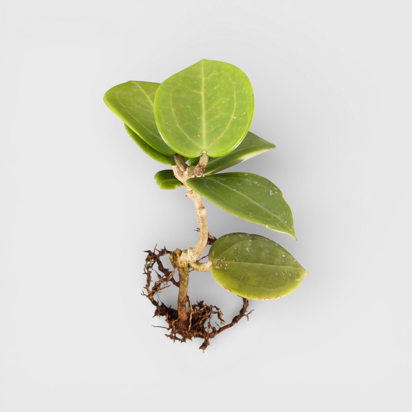 Hoya Sweet Scent | Bare Rooted | Fragrant Indoor Vine Plant | Flowering Plants