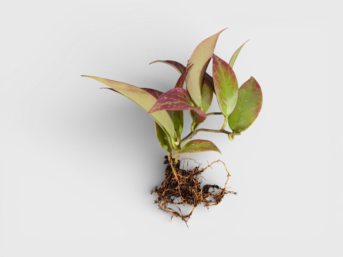 Hoya Sunrise (Hoya lacunosa × Hoya obscura) Live Plant – Mature Medium Size, Well-Rooted, Bare-Rooted Indoor Hanging Hoya