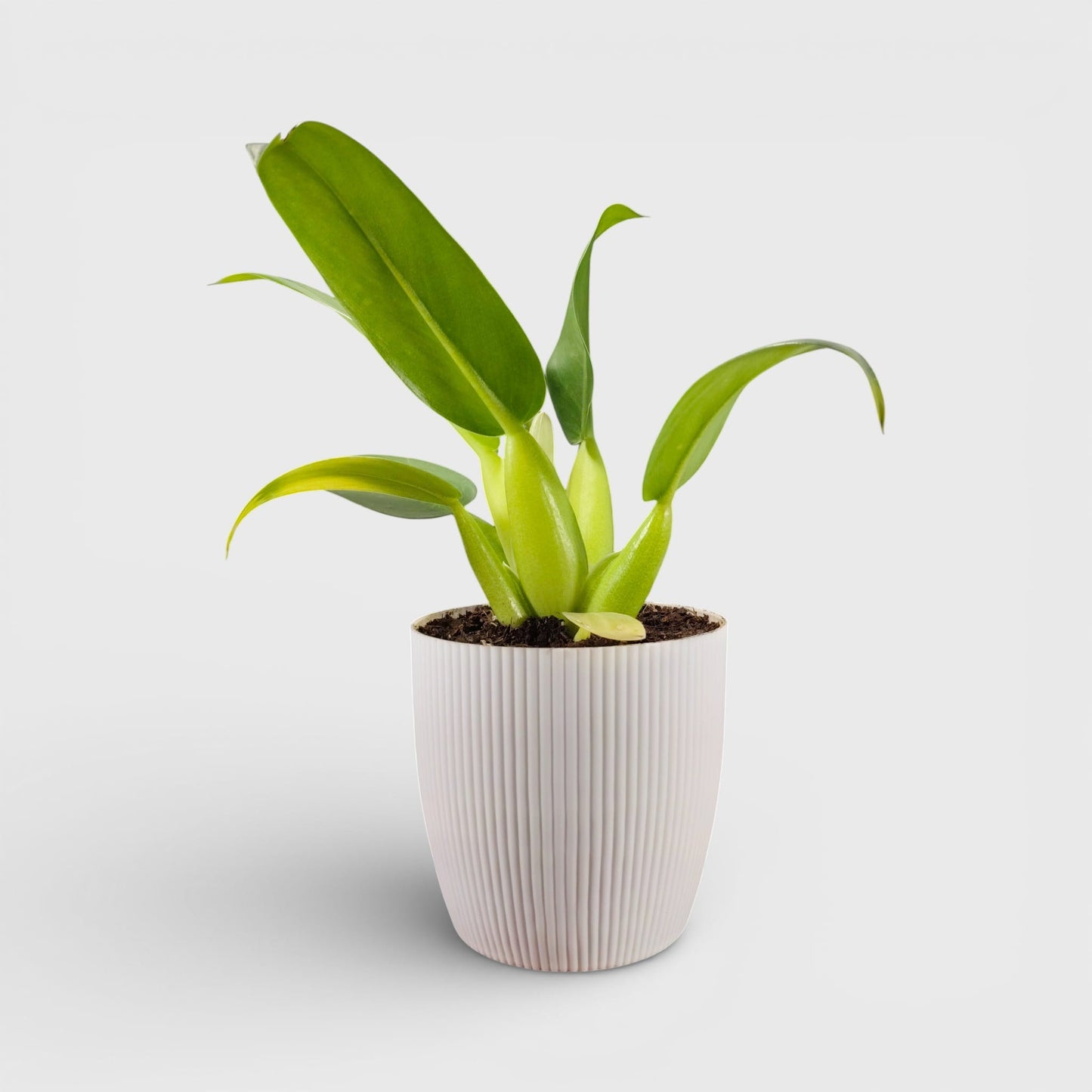 Philodendron Fat Boy (Philodendron Martianum) Bare-Rooted Plant: Low-Maintenance | Easy Care Indoor Plant