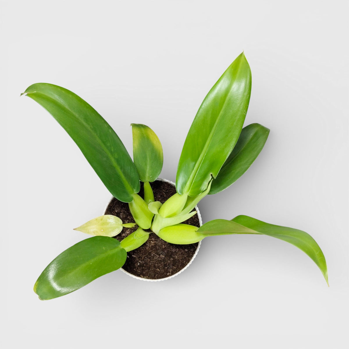 Philodendron Fat Boy (Philodendron Martianum) Bare-Rooted Plant: Low-Maintenance | Easy Care Indoor Plant