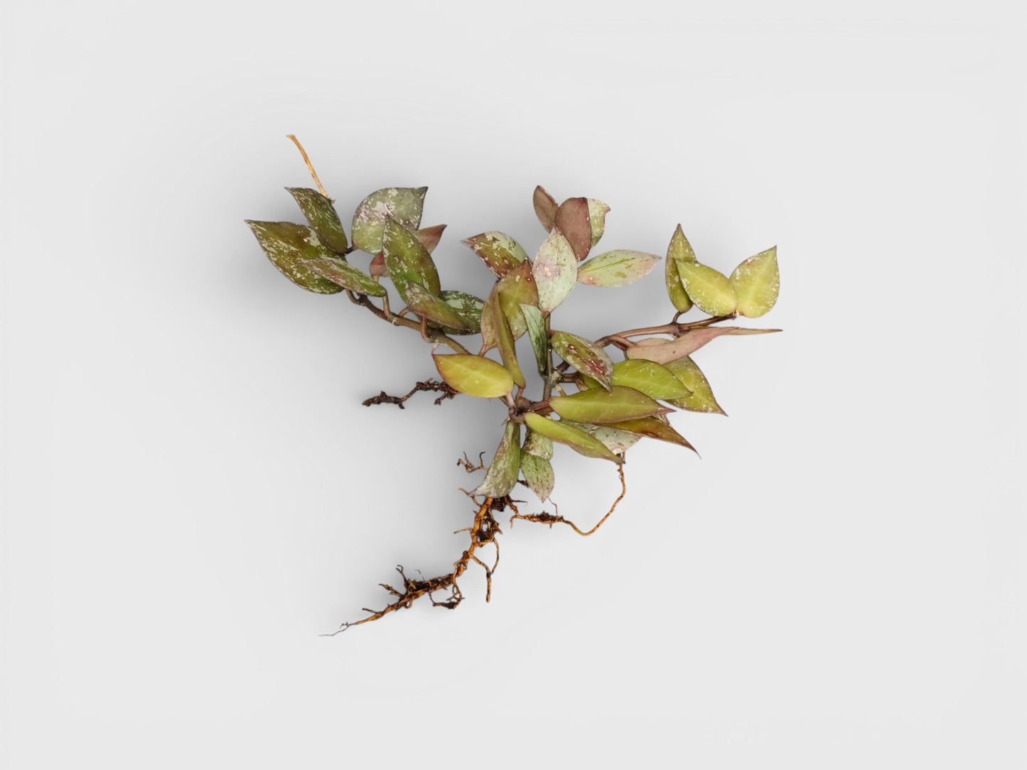 Hoya Krohniana Black Silver Live Plant – Mature, Well-Rooted Bare-Rooted Indoor Hanging Plant