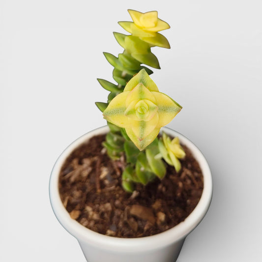 Crassula Perforata Variegated Vastu String of Buttons | Bare Rooted
