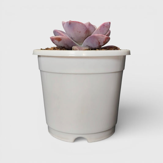 Graptopetalum Purple Delight - Bare Rooted | Indoor Decor Plant – Bare-Rooted