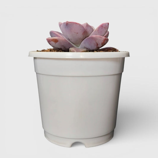 Graptopetalum Purple Delight - Bare Rooted | Indoor Decor Plant – Bare-Rooted