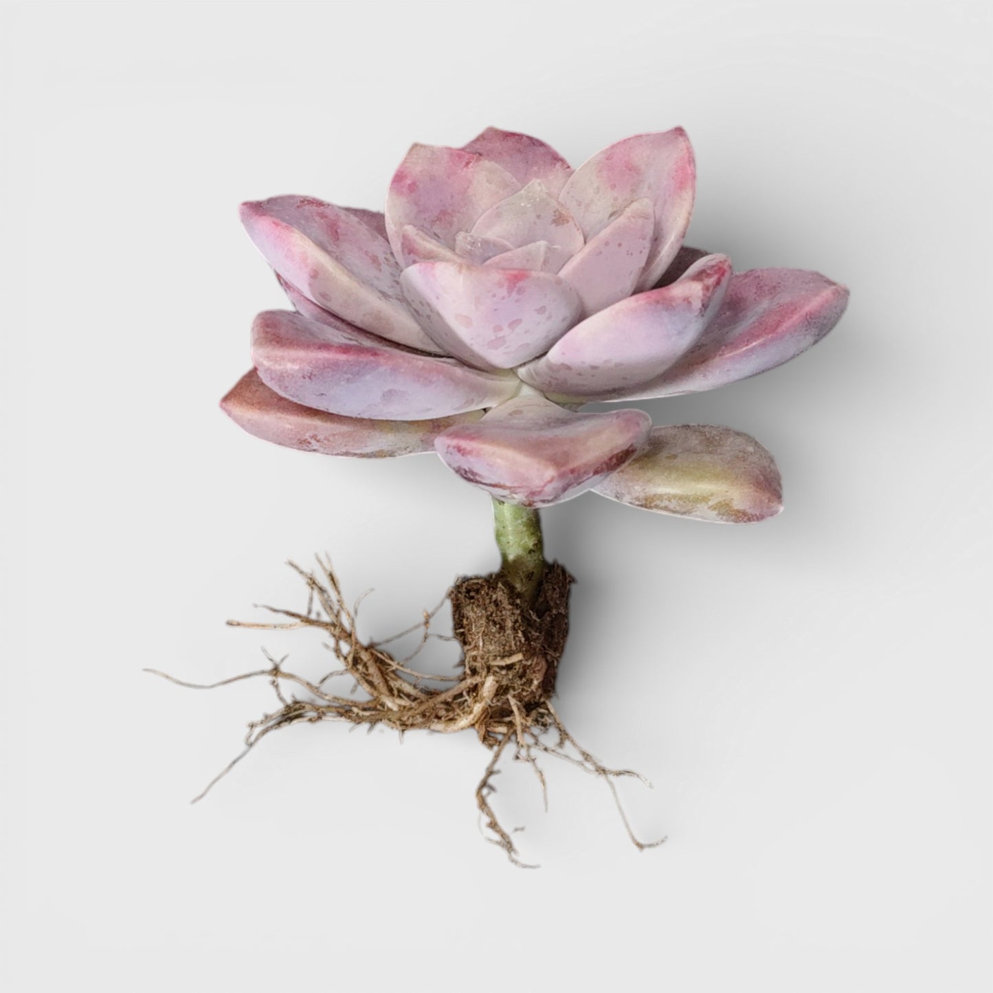 Graptopetalum Purple Delight - Bare Rooted | Indoor Decor Plant – Bare-Rooted