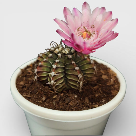 Gymnocalycium LB Mihanovichii Cactus Live Bare-Rooted Plant (51–63mm Diameter) — Well Rooted & Mature