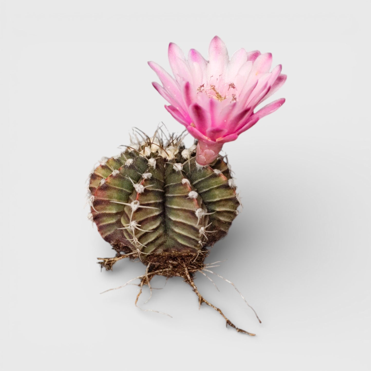 Gymnocalycium LB Mihanovichii Cactus Live Bare-Rooted Plant (51–63mm Diameter) — Well Rooted & Mature