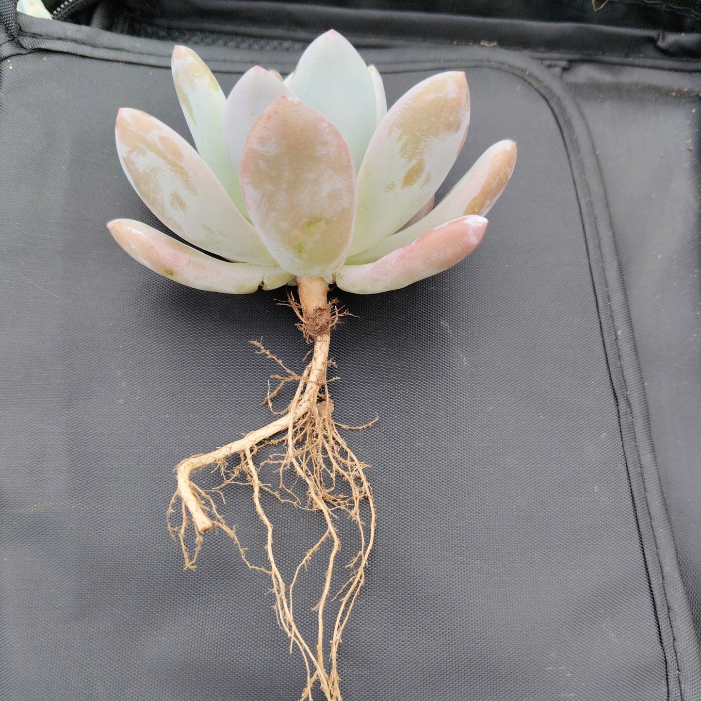 Graptoveria Opalina Hybrid Succulent – Indoor Live Plant | Bare Rooted