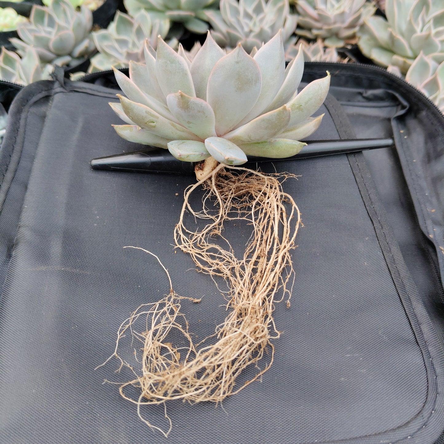 Echeveria Mensa – Powdery Blue Rosette | Easy Care Indoor Succulent | Bare Rooted