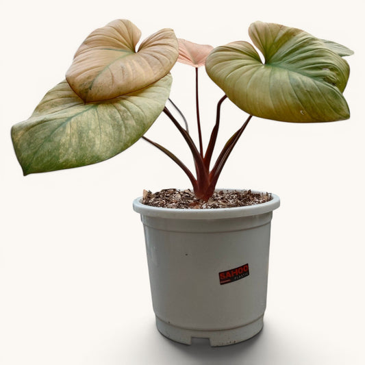 Philodendron Homalomena Tricolor Full Variegated – Big Size (12–18 Inches) Rare Collector Plant