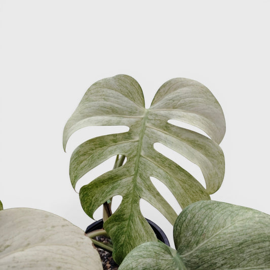 Monstera Full Mint Rare Plant 15–20 Inches - Big Size Mature