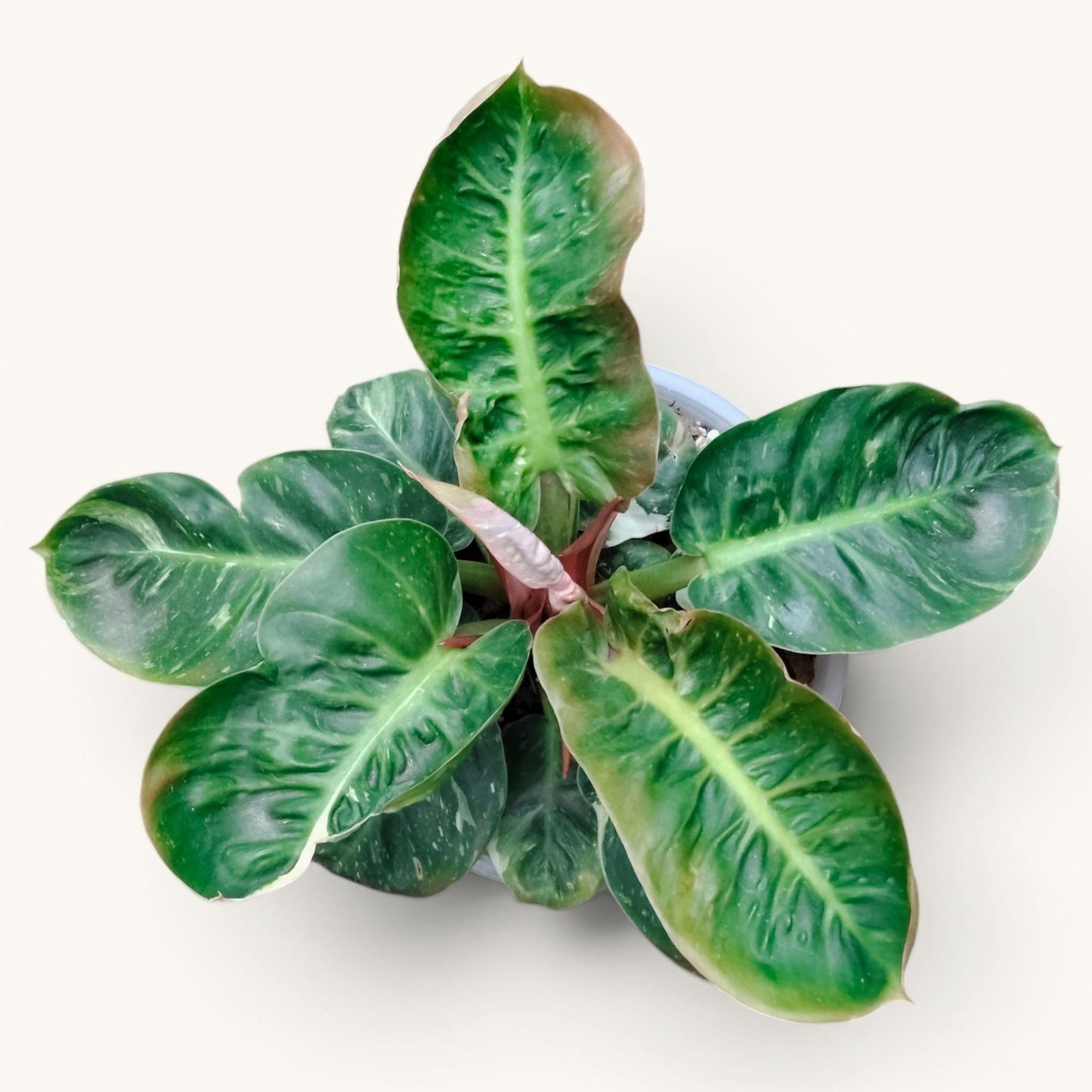 Philodendron Melinonii Variegated – Rare Mature Foliage Plant |12–16 inch spread, 6–8 inch height.