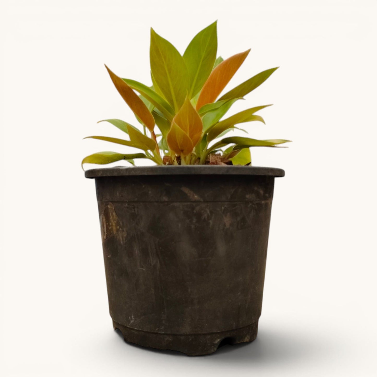 Philodendron Green Congo Variegated – 10–12 Inch Plant