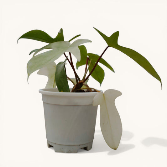 Philodendron Florida Beauty Ghost Mint Variegated Mature Live Plant | 6–8 Inch Tall | 10–15 Inch Diameter | Rare Indoor Plant - Bare-Rooted