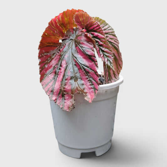 Begonia Burkillii x Moosasha Rare Mature Hybrid Live Plant
