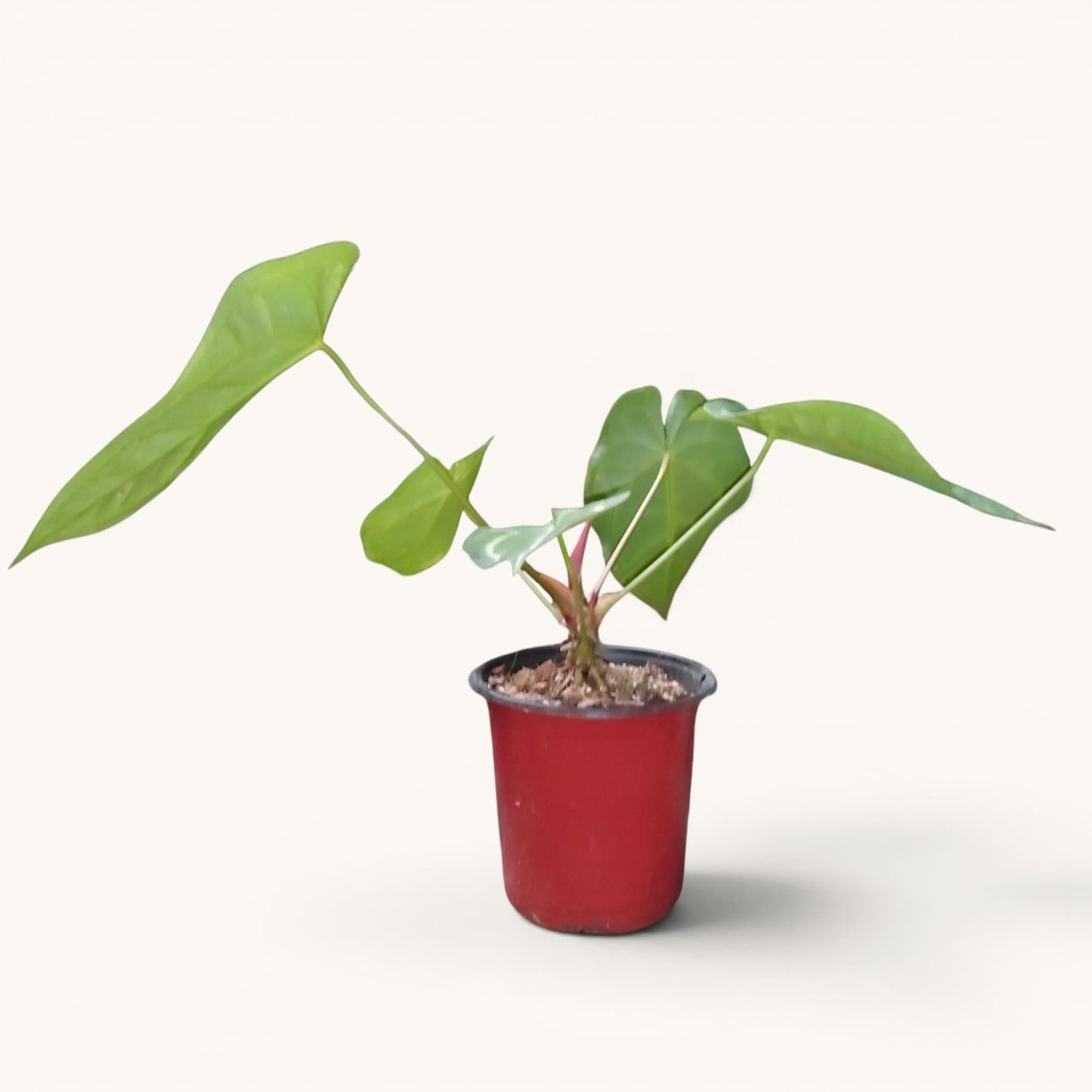 Anthurium RC x Forgetii Rare Hybrid Velvet Mature Plant