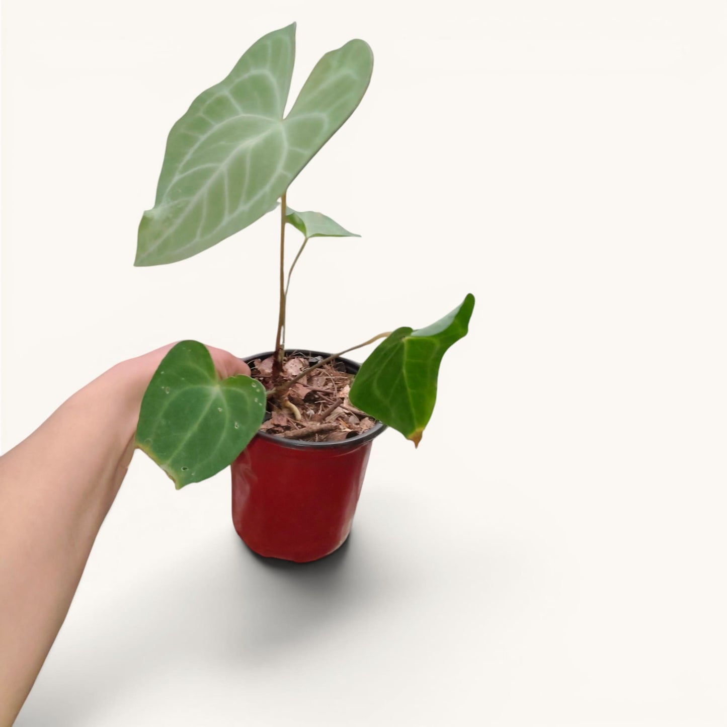 Anthurium Clarinervium x Macrolobium Rare Hybrid Live Plant
