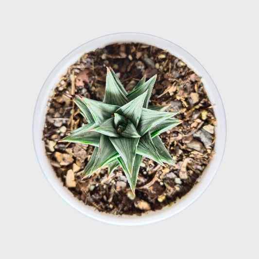 Haworthia Tortuosa Variegated - Rare Imported Succulent Plant | With Pot