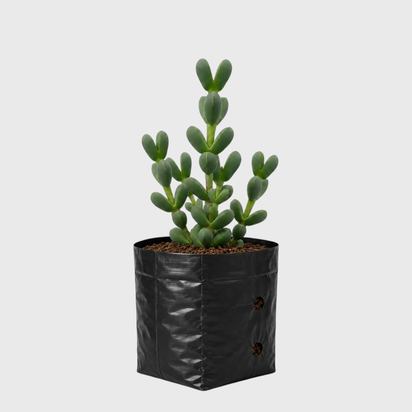 Corpuscularia Lehmannii Ice Plant Bonsai Succulent | Well Rooted Mature Multi-Branch Plant