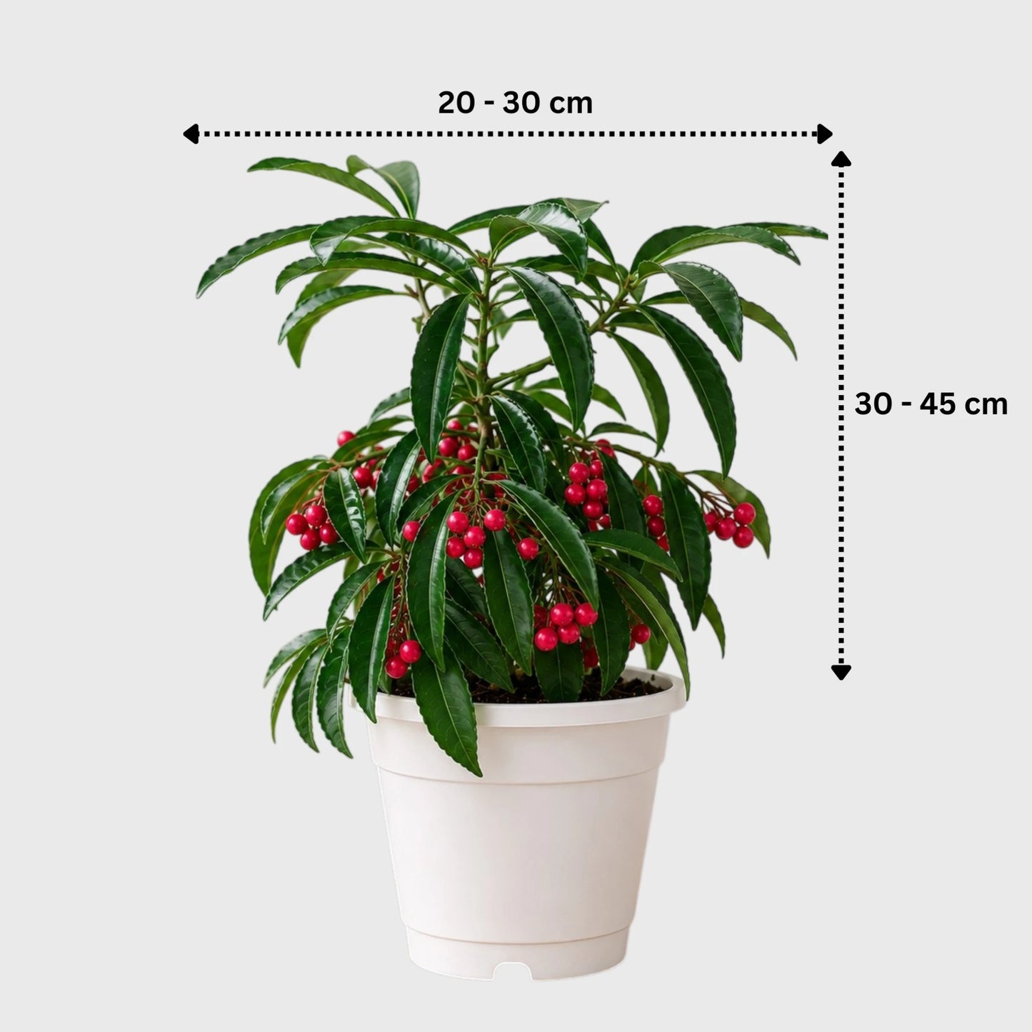 mature-ardisia-crenata