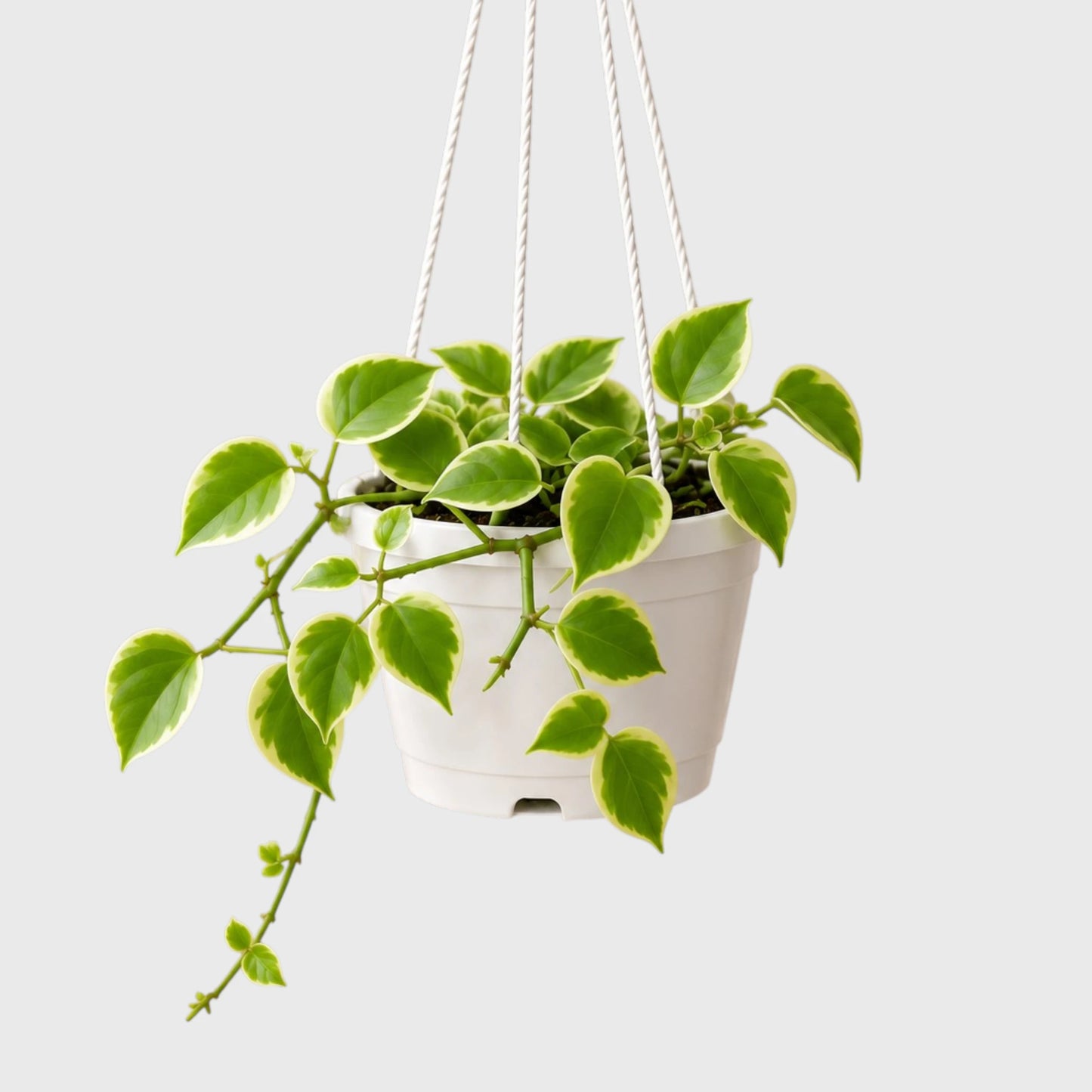 Money Plant Variegated Pothos | Well Rooted Mature Hanging Plant