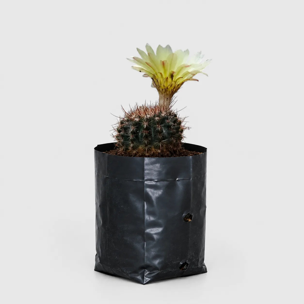 Noto Brown Spine Cactus | Well Rooted Mature Flowering Cactus