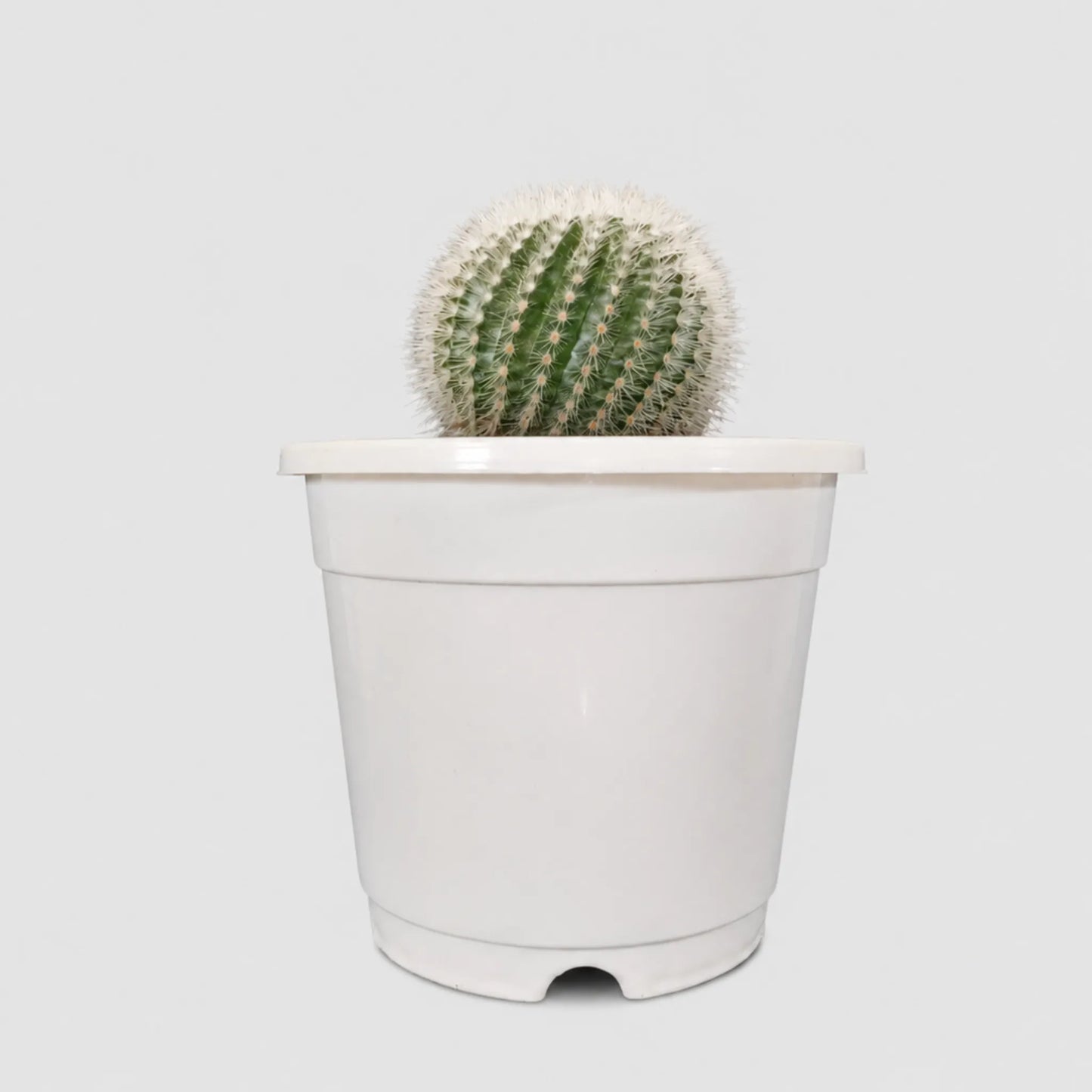 Notocactus Scopa Hybrid | Well Rooted Mature Flowering Cactus