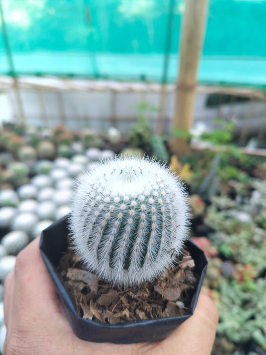 Notocactus Scopa Bare-Rooted Hybrid (Bare Rooted Live Plant – 2.5 – 3 Inches in Diameter)