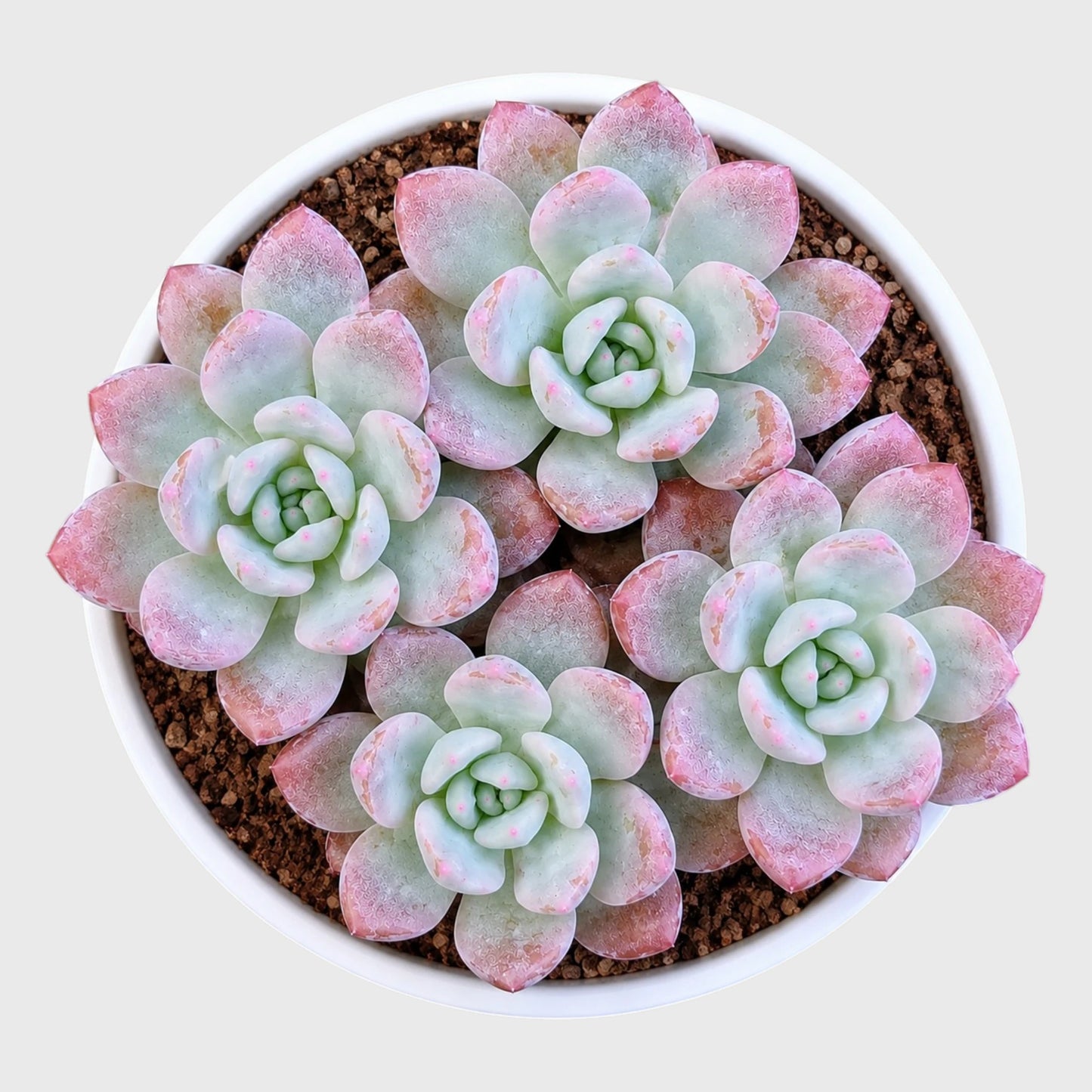 Graptoveria Opalina Hybrid Combo Set of 4 Mature Well-Rooted Bare Rooted Plants | Rare Succulent