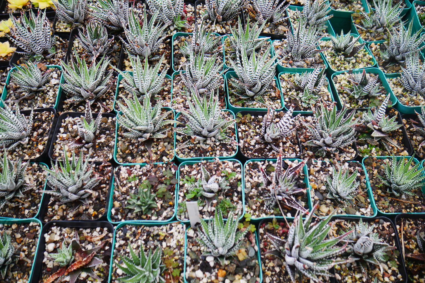 Super White Haworthia Attenuata Zebra – Bare Rooted Live Mature Succulent | Rare White-Striped Rosette | Low-Maintenance Indoor Plant – Bare-Rooted