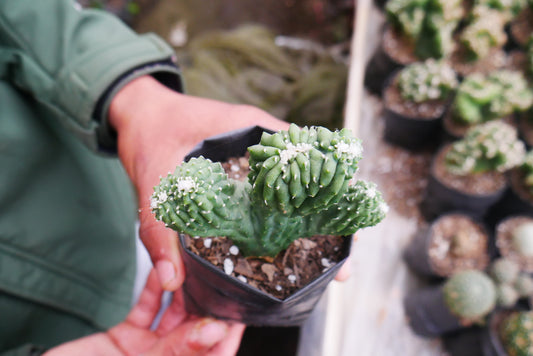 Cereus Forbesii Monstrose (Bare Rooted Live Plant – Well Rooted Mature Plant) – Bare-Rooted