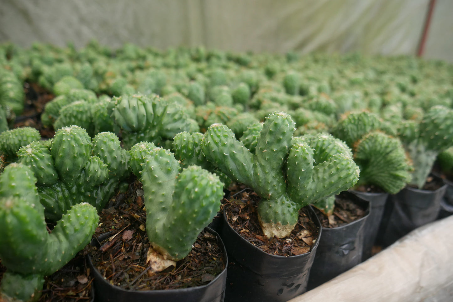 Cereus Forbesii Monstrose (Bare Rooted Live Plant – Well Rooted Mature Plant) – Bare-Rooted