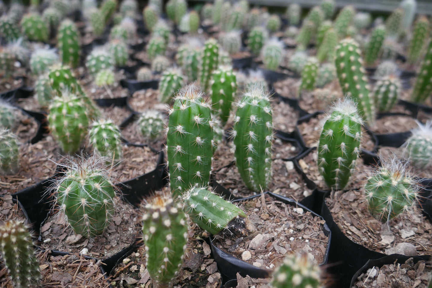 Oreocereus Celsianus (Old Man Cactus – Bare Rooted Live Plant)
