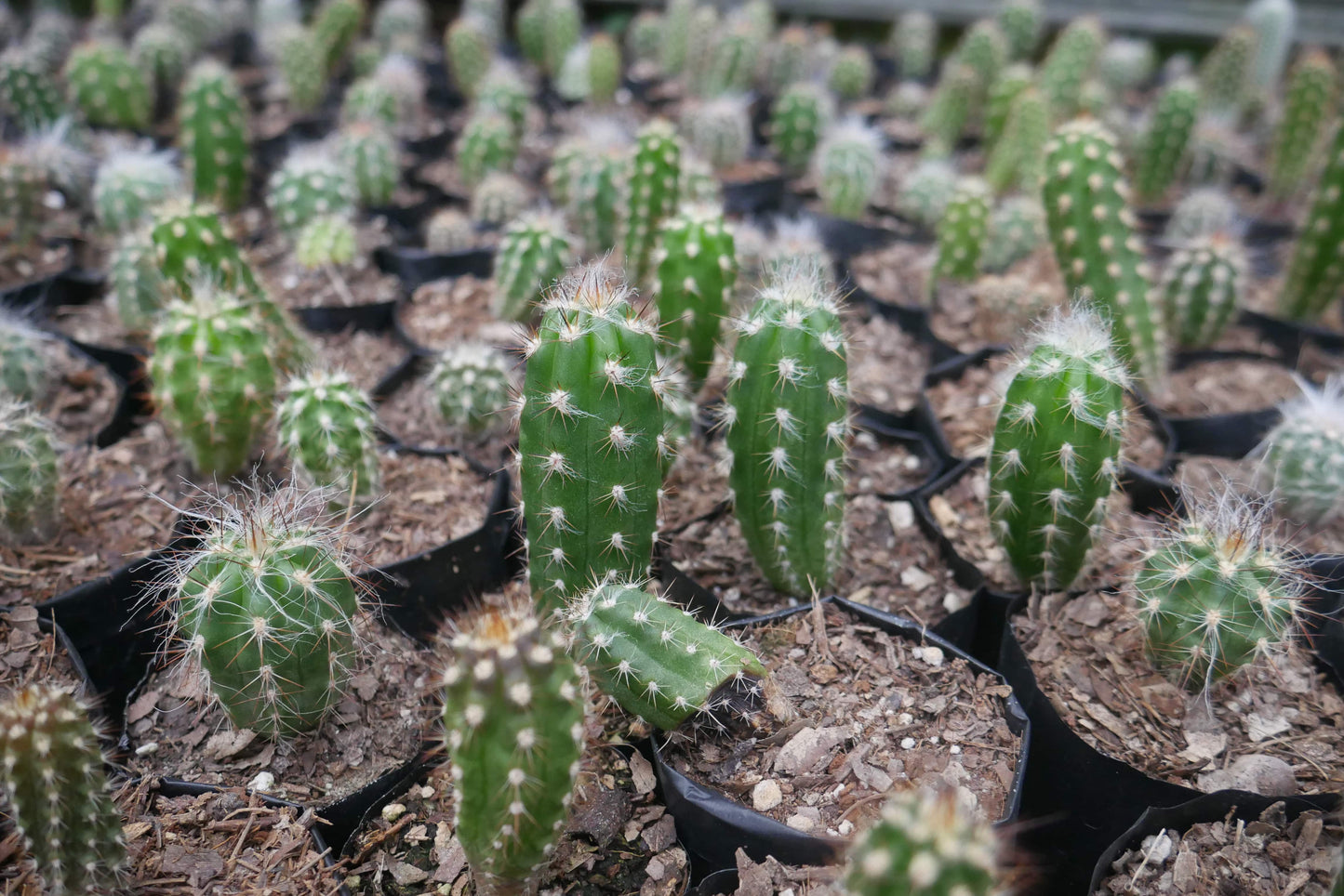 Oreocereus Celsianus (Old Man Cactus – Bare Rooted Live Plant) – Bare-Rooted