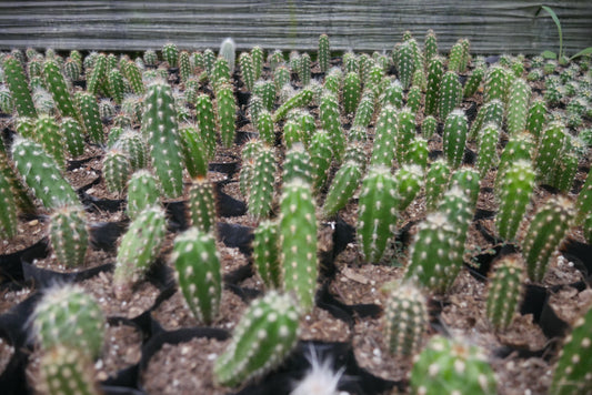 Oreocereus Celsianus (Old Man Cactus – Bare Rooted Live Plant)