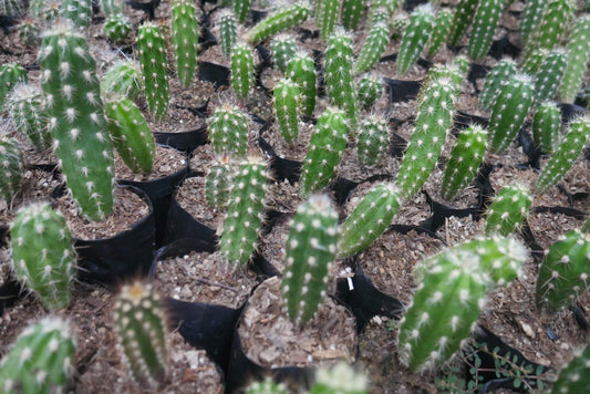 Oreocereus Celsianus (Old Man Cactus – Bare Rooted Live Plant) – Bare-Rooted