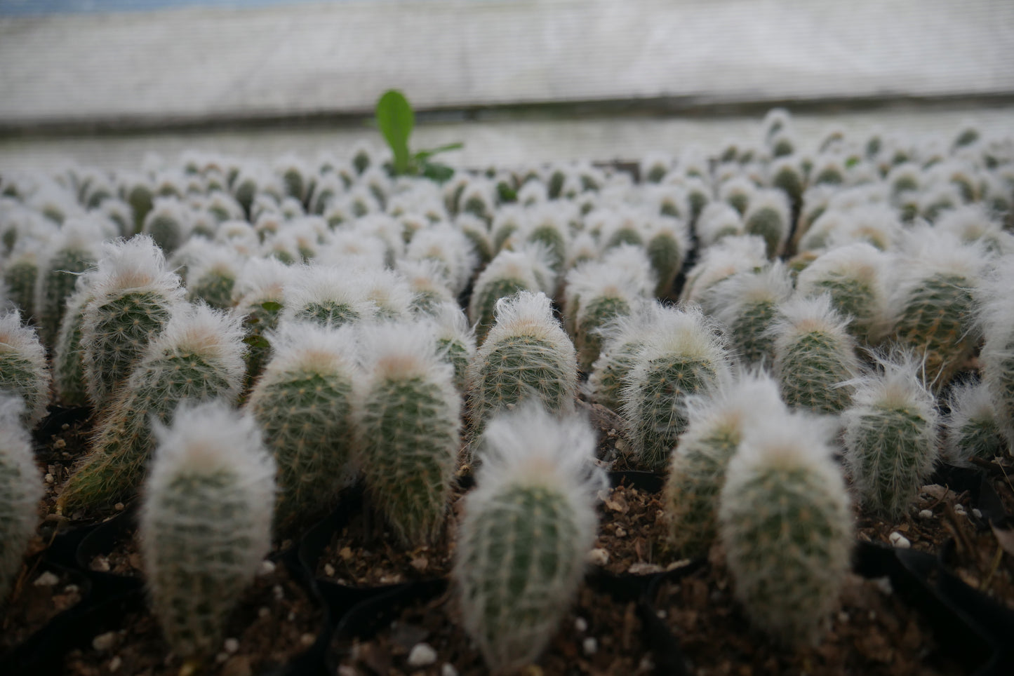 Peruvian Old Man Cactus (Espostoa lanata) Live Plant — Well Rooted & Mature