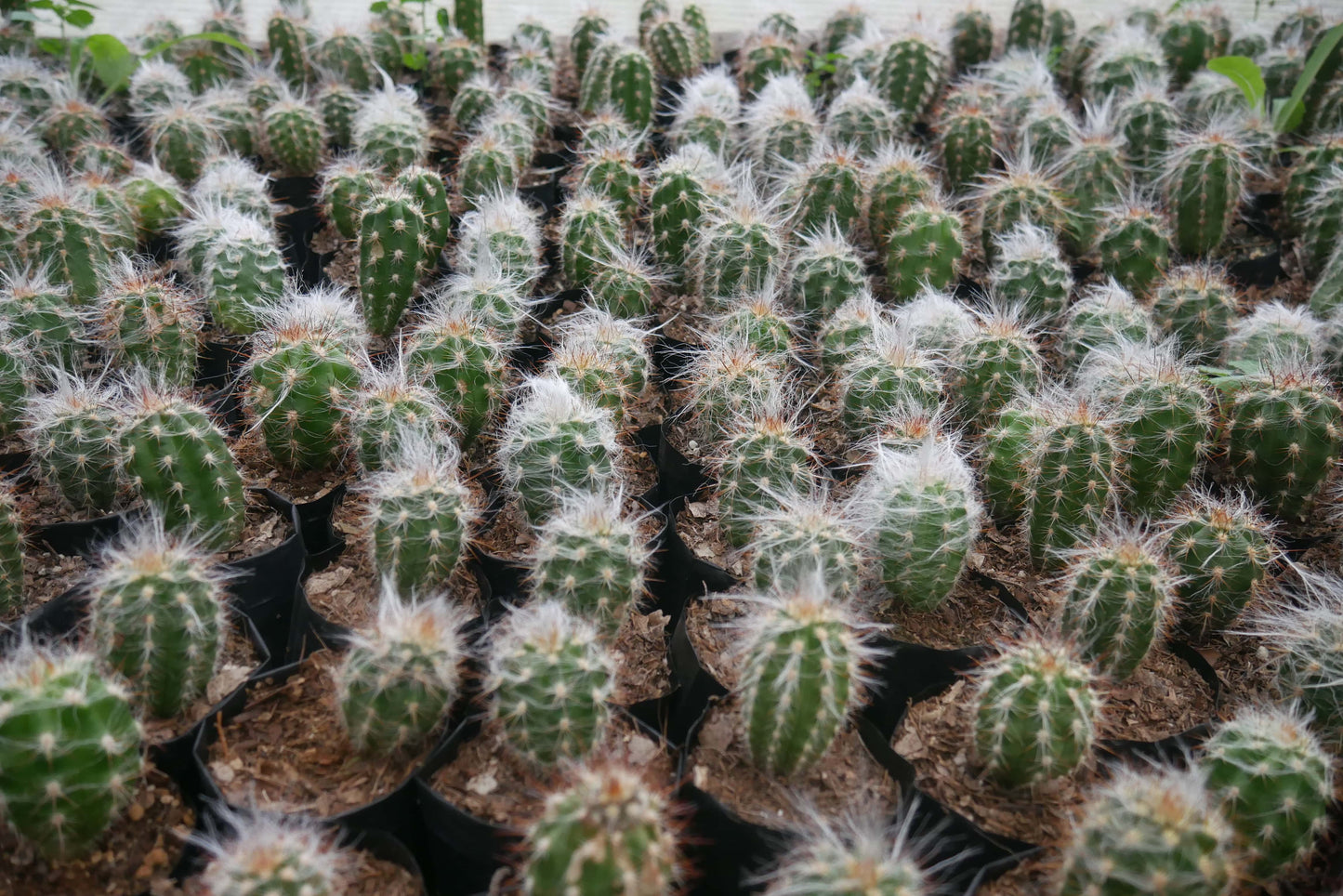 Oreocereus Celsianus (Old Man Cactus – Red Spine, Bare Rooted Live Plant) – Bare-Rooted