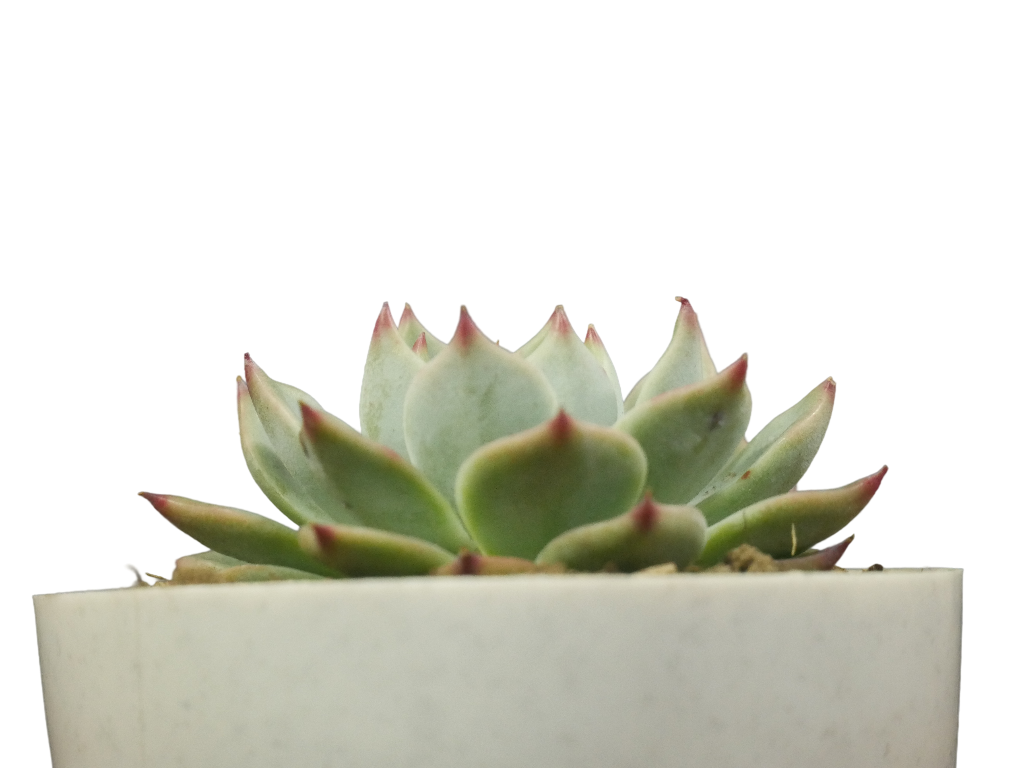 Echeveria Chihuahuaensis (Blue Bird) Succulent - Tranquil Beauty for Any Space