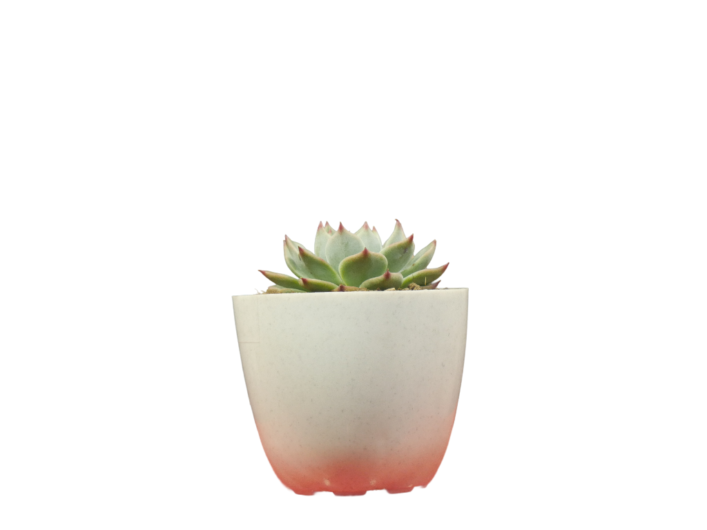 Echeveria Chihuahuaensis (Blue Bird) Succulent - Tranquil Beauty for Any Space
