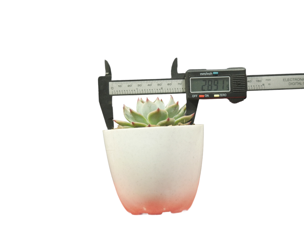 Echeveria Chihuahuaensis (Blue Bird) Succulent - Tranquil Beauty for Any Space