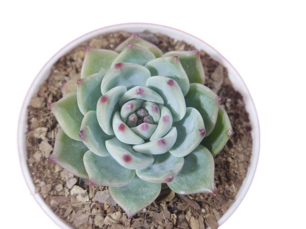 Echeveria Chihuahuaensis (Blue Bird) Succulent - Tranquil Beauty for Any Space